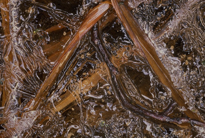 Image 4825 Abstract Nature Photography by Uwe Larsen